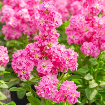 Giroflée quarantaine Heritage Pink - Matthiola incana