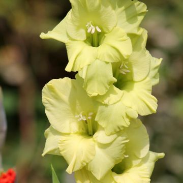 Glaïeul ou Gladiolus Green Star