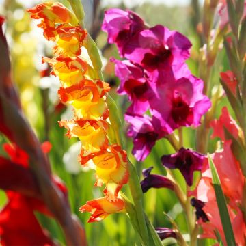Gladiolus ou Glaïeuls en mélange (grandes fleurs)