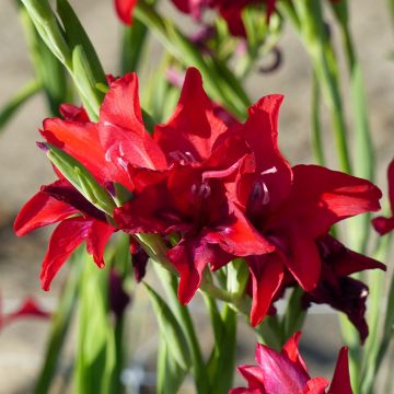 Glaïeul ou Gladiolus colvillei Robinetta