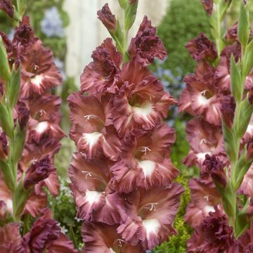 Glaïeul ou Gladiolus Bossa Nova