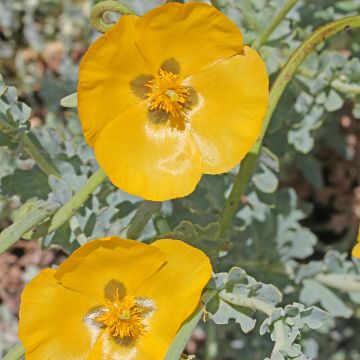 Glaucium flavum - Pavot cornu