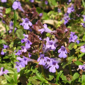 Glechoma hederacea - Lierre terrestre