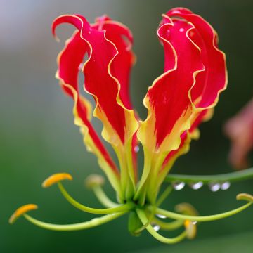 Gloriosa rothschildiana - Lis glorieux   