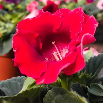 Gloxinia Etoile de feu  