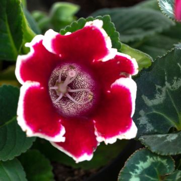 Gloxinia Kaiser Friedrich - Gloxinia des fleuristes