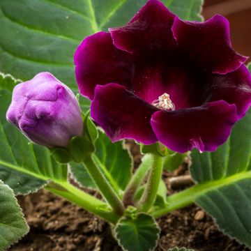 Gloxinia Violacea  