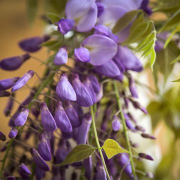 Glycine - Wisteria brachybotrys Yokohama Fuji livré en hauteur 200/250 cm en pot de 7,5l/10l