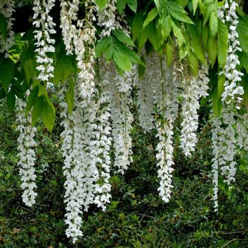 Glycine du Japon - Wisteria floribunda Shiro-noda