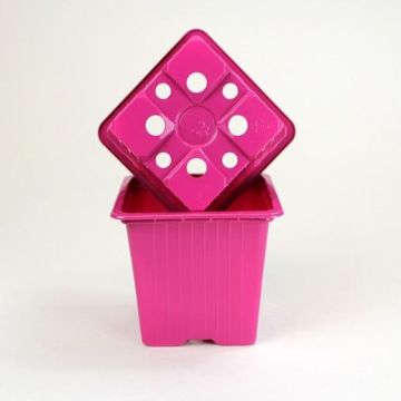 Godet Fuchsia de multiplication vendu par 30 