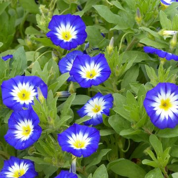 Graine de Belle de Jour Pavillon Bleu - Convolvulus tricolor Royal Ensign