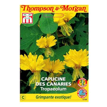 Graines de Capucine des Canaries - Tropaeolum peregrinum