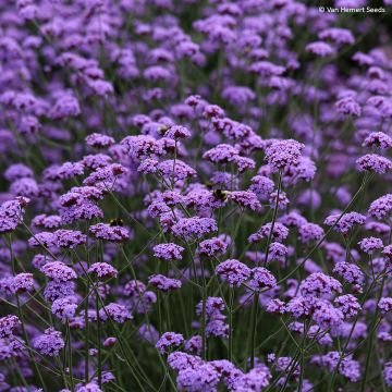 Verveine rugueuse (Verbena venosa), pour jardins secs : plantation,  entretien