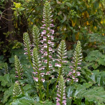 Graines d'Acanthe à feuilles molles - Acanthus mollis