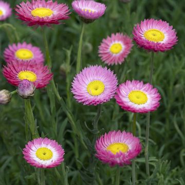 Graines d'Immortelles d'Australie Goliath - Acroclinium