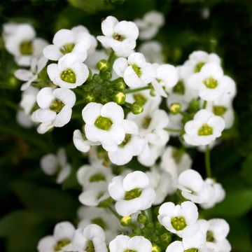 Graines d'Alysse odorant Giga White - Lobularia maritima