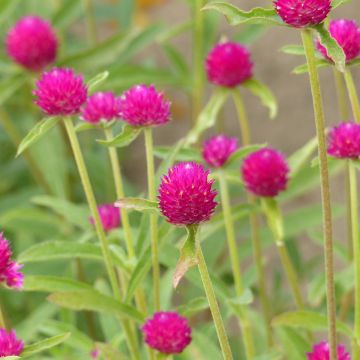 Graine de Gomphrena haageana - Amarantine Strawberry Fields