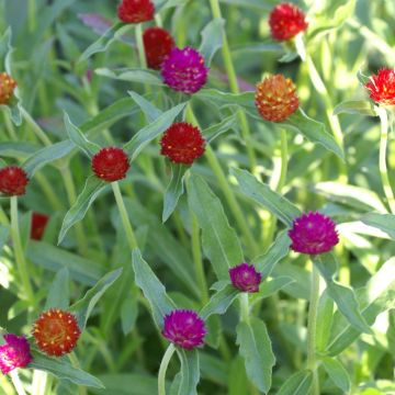 Graine de Gomphrena haageana - Amarantine Strawberry Fields