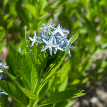 Graines d'Amsonia tabernaemontana - Amsonie