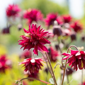 Graines d'Ancolie Nora Barlow - Aquilegia x hybrida