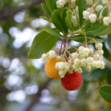 Graines de Punica granatum  - Grenadier à fruits
