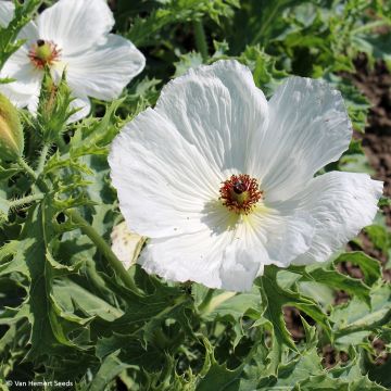 Graines d'Argemone platyceras - Argémone