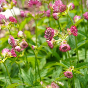 Astrantia Major-Hybrida Ruby Cloud 