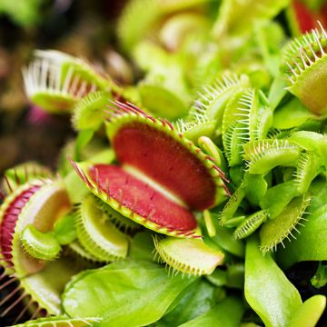 Graines d'Attrape-mouches - Dionaea muscipula