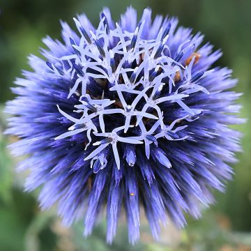 Échinope Boule Azurée - Echinops ritro