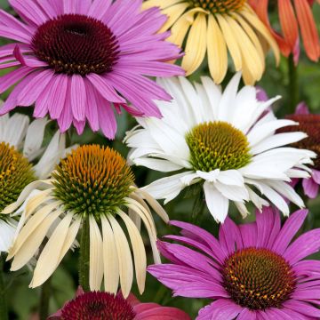 Graines d'Echinacea paradisco Tall en mélange. - Rudbeckia pourpre