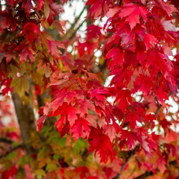 Acer Palmatum 
