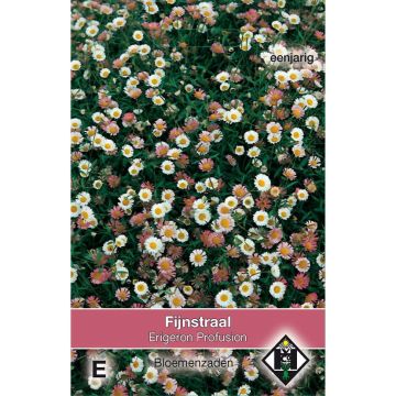 Graines d'Erigeron karvinskianus Profusion - Vergerette