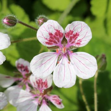 Graines d'Erodium pelargoniflorum Sweetheart - Bec de Grue