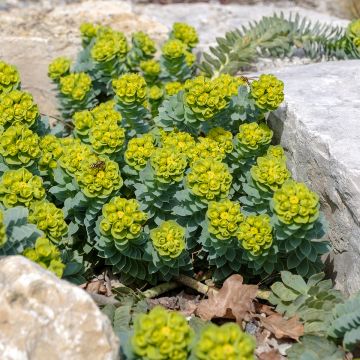 Graines d'Euphorbe de Corse - Euphorbia myrsinites