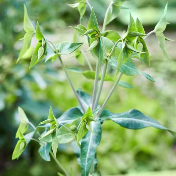 Graines d'Euphorbe de Corse - Euphorbia myrsinites