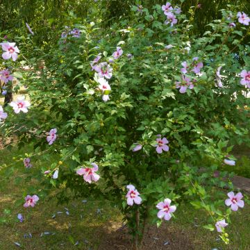 Malva Moschata Snow White 