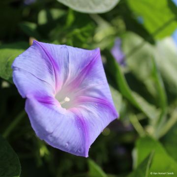 Graines d'Ipomée Dacapo Light Blue - Ipomoea purpurea