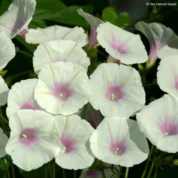 Graines d'ipomée Shiva - Ipomoea purpurea