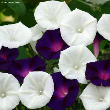 Graines d'ipomée Shiva - Ipomoea purpurea