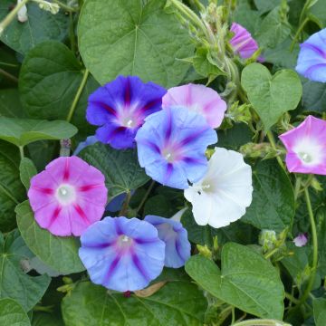 Graines d'Ipomée en mélange (Volubilis) - Ipomoea tricolor