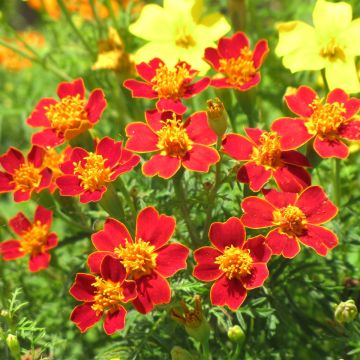 Graines d'Oeillet d'Inde signata Paprika - Tagetes tenuifolia