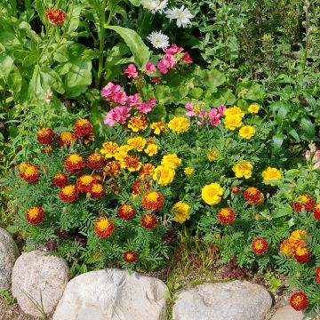 Graines d'Oeillet d’Inde Bonita Mixed - Tagetes patula