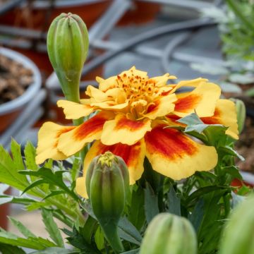 Graines d'Oeillet d’Inde Durango Bee - Tagetes patula