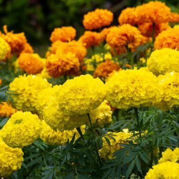 Graines d'Oeillet d’Inde Petite Citroengeel - Tagetes patula