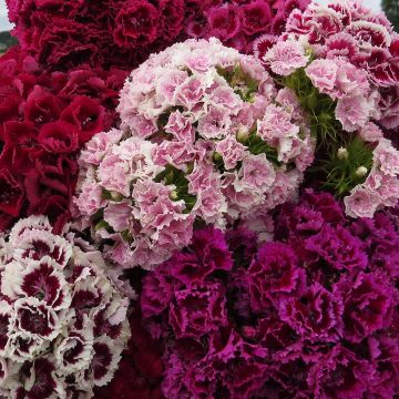 Oeillet de Poète à fleurs doubles en mélange - Dianthus barbatus