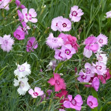 Oillet commun à fleurs doubles en mélange - Dianthus caryophyllus Stripes &  Picotees - Oeillet des fleuristes - Un mélange de fleurs striées et  mouchetées de tons pastels