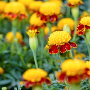 Graines d'Œillet d'Inde nain Tiger Eyes - Tagetes patula
