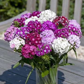 Graines d'Oeillet de poète Flora Pearl Appleblossom - Dianthus barbatus