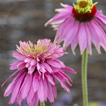 Graines d'Echinacea purpurea Double Decker -  Rudbeckia pourpre 