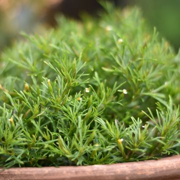 Graines d'oeillet réglisse - Tagetes filifolia Dropshot